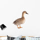 female duck 