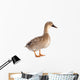 female duck 