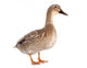 female duck 