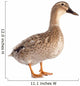 female duck 
