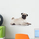 Pug sitting against white background 