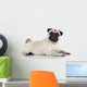 Pug sitting against white background 