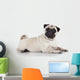 Pug sitting against white background 