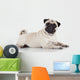 Pug sitting against white background 