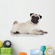 Pug sitting against white background 