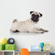 Pug sitting against white background 