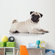 Pug sitting against white background 