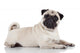 Pug sitting against white background 