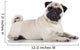 Pug sitting against white background 