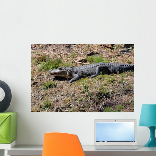 alligator in the sun Wall Mural