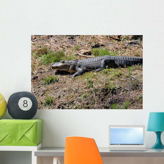alligator in the sun Wall Mural
