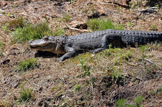 alligator in the sun Wall Mural