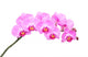 Pink orchid Wall Decal