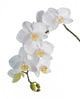 White orchid Wall Decal