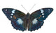 Butterfly (Apatura schrencki) 32 Wall Mural