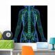 3D Anatomy Female Lymphatic Wall Decal