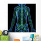 3D Anatomy Female Lymphatic Wall Decal