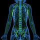3D Anatomy Female Lymphatic Wall Decal