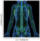 3D Anatomy Female Lymphatic Wall Decal