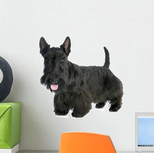 Scottish Terrier 