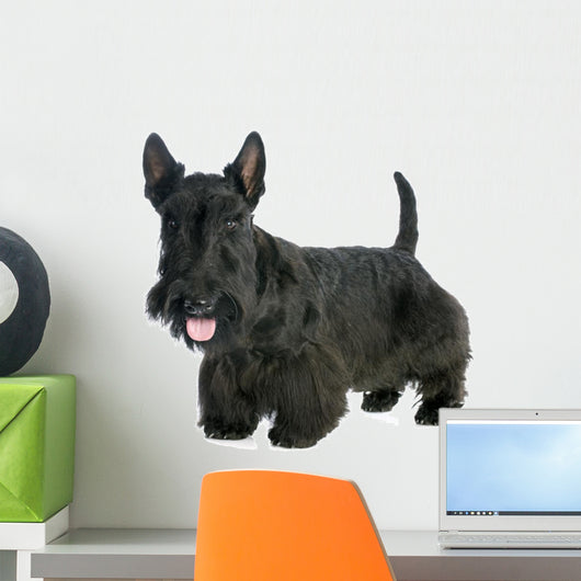 Scottish Terrier 