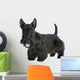 Scottish Terrier 