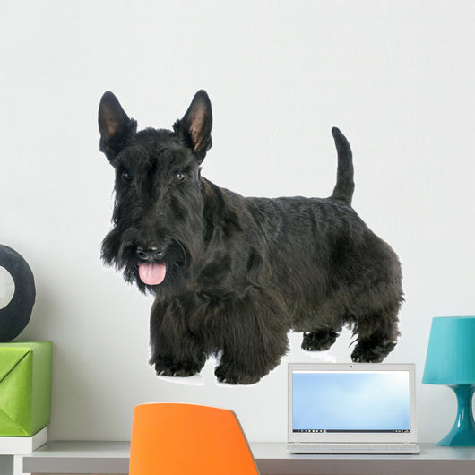 Scottish Terrier 