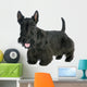 Scottish Terrier 
