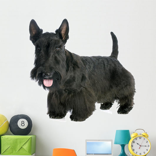 Scottish Terrier 