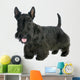 Scottish Terrier 