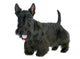Scottish Terrier 