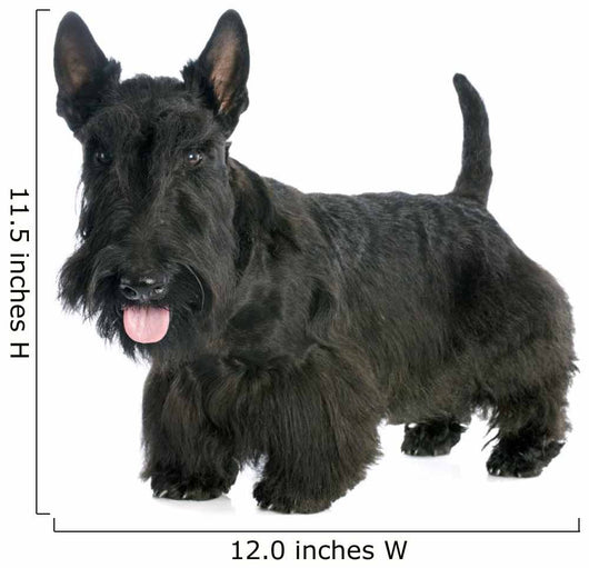 Scottish Terrier 