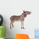 Pretty Donkey Isolated on the White Background 