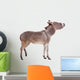 Pretty Donkey Isolated on the White Background 