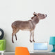 Pretty Donkey Isolated on the White Background 