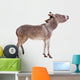 Pretty Donkey Isolated on the White Background 