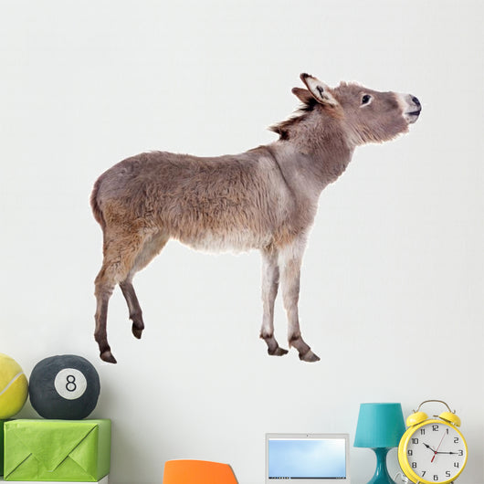 Pretty Donkey Isolated on the White Background 
