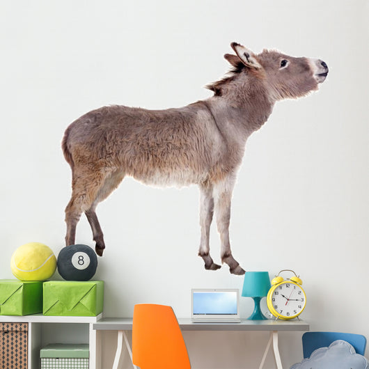 Pretty Donkey Isolated on the White Background 