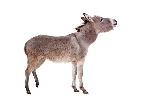 Pretty Donkey Isolated on the White Background 