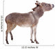 Pretty Donkey Isolated on the White Background 