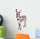 Pretty Donkey Isolated on the White Background 