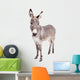 Pretty Donkey Isolated on the White Background 