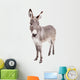 Pretty Donkey Isolated on the White Background 