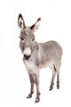 Pretty Donkey Isolated on the White Background 