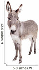 Pretty Donkey Isolated on the White Background 