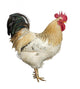 An Adult Rooster Wall Decal
