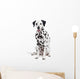 Beauty Dalmatian Dog, Isolated on White Background Wall Decal