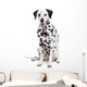 Beauty Dalmatian Dog, Isolated on White Background Wall Decal