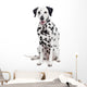 Beauty Dalmatian Dog, Isolated on White Background Wall Decal