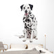 Beauty Dalmatian Dog, Isolated on White Background Wall Decal